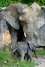Ve zlínské zoo se narodilo první mládě slona afrického v České republice