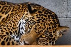Zlínská zoo otevře Jaguar Trek, největší expozici jaguárů v Evropě 